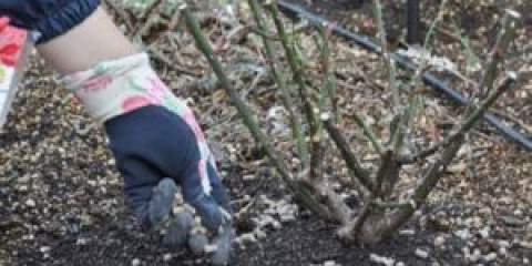Než krmit růže na podzim před úkrytu pro zimu